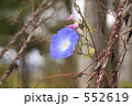 ヒルガオ