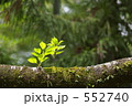 新芽