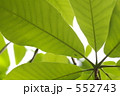 広がる緑葉