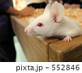 赤い目の白い鼠