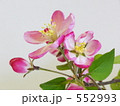 花海棠