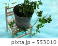 観葉植物　シュガーバイン２