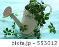 観葉植物　シュガーバイン４