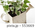 アイビー