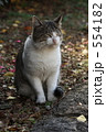上野公園の猫達