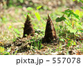 タケノコ