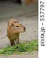 カピバラ　こども　４