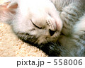 寝猫