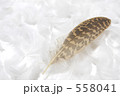チョウゲンポウ
