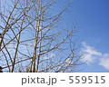 冬