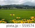 ルドベッキアと田園