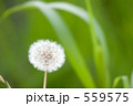 綿毛