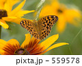 花を舞う