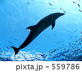 イルカ（魚を食べる）
