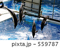 イルカのジャンプ