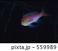 ホバリング中のナガハナダイ