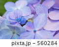 紫