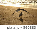 飛ぶカモメと立つカモメ