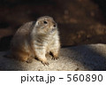  プレーリードック