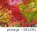 神代植物公園の紅葉