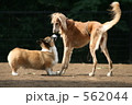 ドッグラン異種犬のお見合い　