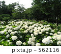相模原北公園のアジサイ