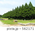 相模原公園のメタセコイア