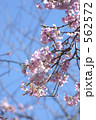 大寒桜