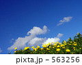 マルタ島の花畑