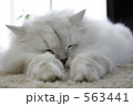 563441