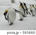 ペンギンの敬礼
