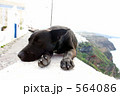 サントリーニの犬