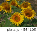 564105