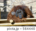 オランウータン