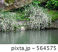 ダイコンの花