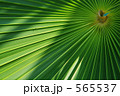ヤシの葉
