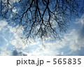 冬空の木立