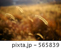 枯れ野