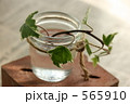 レンガの上の観葉植物