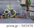 モンマルトル墓地のネコ 