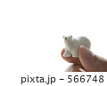 白熊と手