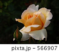 バラの花「マダム　シャルル　ソバージュ」