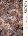 満開の江戸彼岸桜