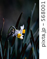 Narcissus