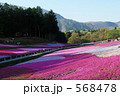 芝桜