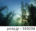 葉山の藻場の風景