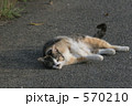 ごろん