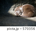 カワウソ