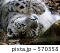 ユキヒョウ（寝転び）