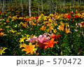 ゆりの花
